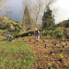 Extending the top planting 2. Cambridge Tree Trust